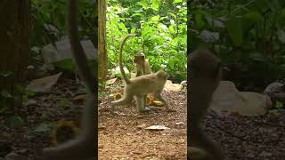 Monkey Video Prank Monkey