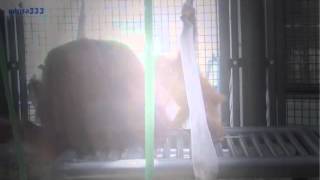 Baby Orangutan Baby Animal Video