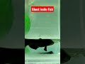 Ghost knife fish in aquarium