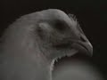 Chicken Dance by Life In A Blender