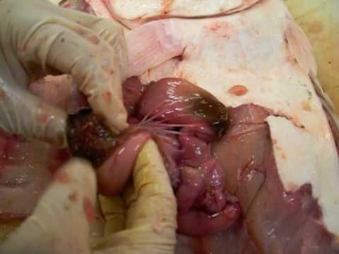 autopsia valentin elizalde autopsy of selena