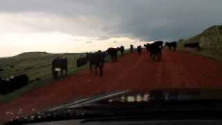 Herdin Cows In A Subaru