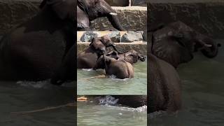 Elephant Mating
