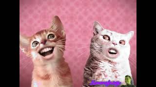 Preview 2 Numa Cat Effects 3 In Mari Group