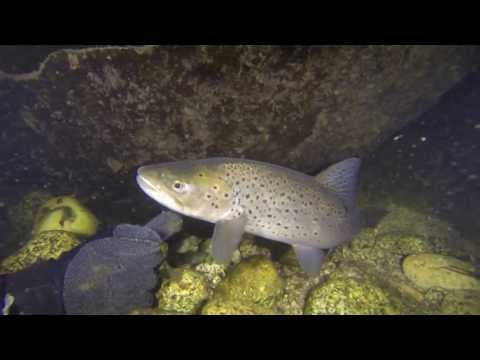 Trout Tickling