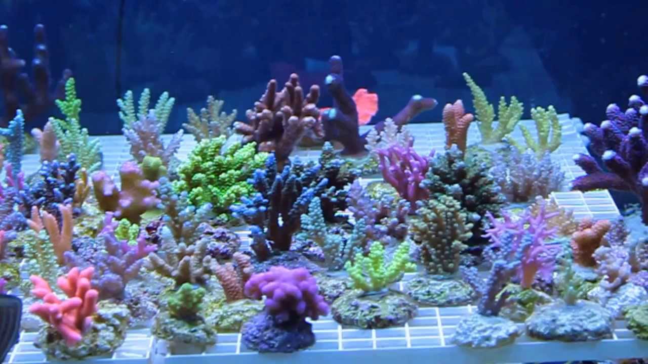 net frags net frags