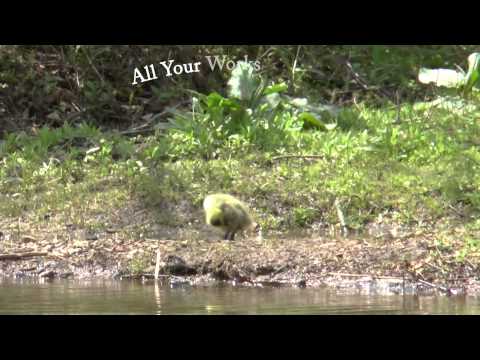 All Your Works Are Good (Psalm 104) Video