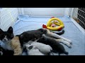 Looney Tunes Kittens - Introducing Honey