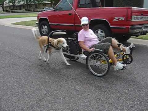 Terra Trike and Dog Powered Scooter, Willie - YouTube
