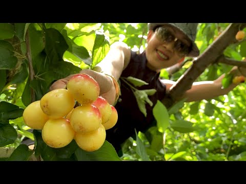 Trèo Hái Trái Cherry, Ăn Ngay Trên Cây Giống Như Khỉ 🇨🇦340》 Picking and Eating Cherries on Tree
