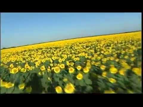Sunflowers-Ukraine