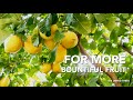 How to Use Miracle-Gro® Citrus, Avocado, & Mango Food