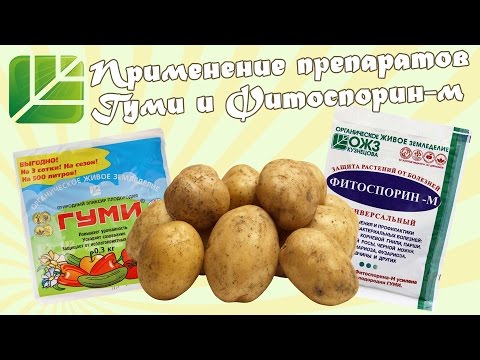 Как сделать фитоспорин Как сделать фитоспорин