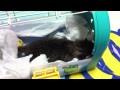 生まれたての子猫 つぼみちゃん