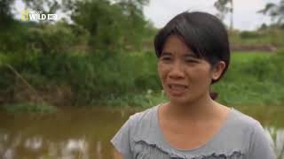 Monster Giant Crocodile Hunt In Philippines Doentaries Animal Planet Doentary