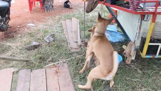 Dog Kikilu-2017 - Kikilu Kikilu - 2017 - Dog 2017 - 2017 Dog,