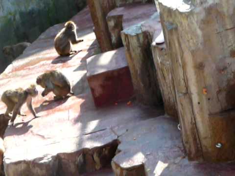 円山動物園 猿のケンカ