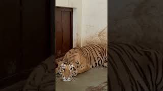 A Maneater Tiger North India In Captivity