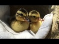 Tired ducklings fall asleep in a hat