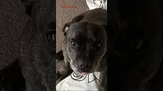 Her Name Is Luna Shes A 12 Year Old English Staffy