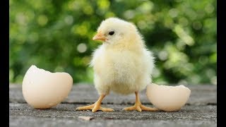 Archetypes Of The Left The Hatchling