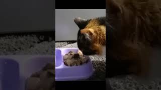 Смачного