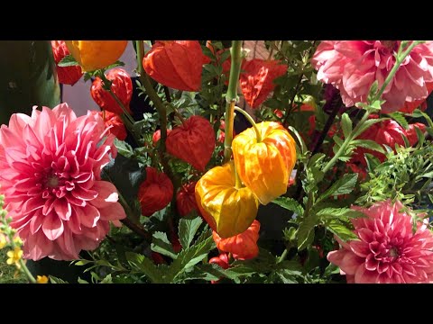Summer Garden 🌺Tropical flowers are blooming🌿