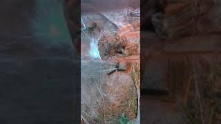 Creating A Sperm Web Male Brazilian Giant Blonde Tarantula Nhandu Tripepii Tarantula
