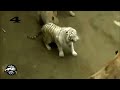 lion vs tiger best attack compilations HD