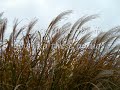 Sound Of Wind