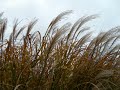Sound Of Wind