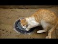 Los Gatos del Parque Miraflores disfrutando del Catnip