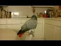 The Parrot vs The Cat : Dance Battle on Gangnam Style