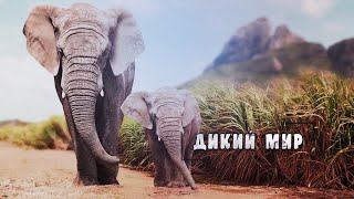 Удивительный, Животный Мир - Царство Слонов. Индия. #Документальный Фильм. 