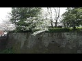 鶴丸城石垣と満開の桜♪