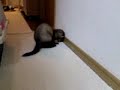 くまちゃん