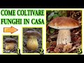 COME COLTIVARE FUNGHI IN CASA CON "TIME LAPSE" CRESCITA E RISULTATO