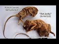 pest control
