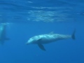 イルカと遊べる不思議の島ジープ島