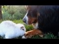 Dog vs Rabbit