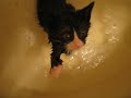 Swarm of kittens getting a bath #2