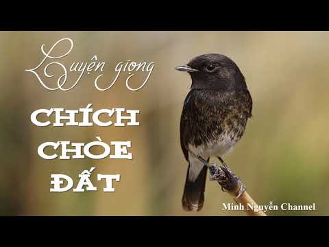 Chích chòe đất - Luyện giọng chòe đất (không tạp âm) hay nhất 2019 !