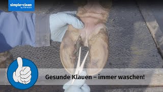 Gesunde Klauen – immer waschen!