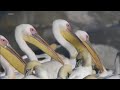 Pelicans eat baby birds! (BBC Life)