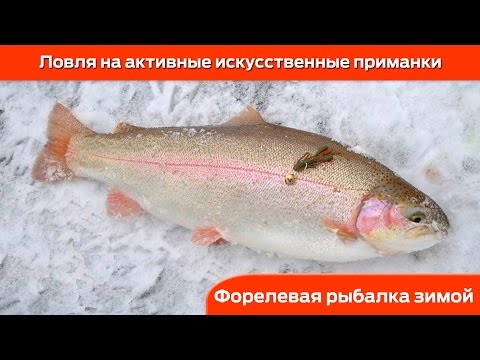 как и на что ловят форель как и на что ловят форель