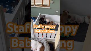 Smudge The Nanny Dog Our 20-Week-Old Staffy Puppy Takes Over Puppy Duty