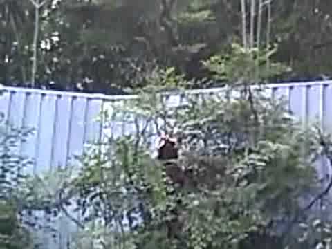 レッサーパンダ＠江戸川区自然動物園 2008年9月13日