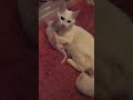 Mother Cat Kills Her Kitten images Mother Cat Kills Her Kitten