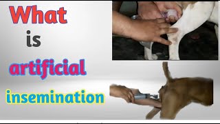 artificial insemination || artificial breeding ||dog artificial insemination|| d