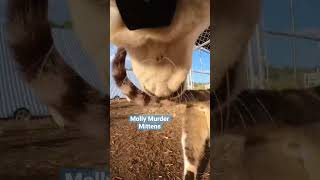 Abby Wears a Camera Dog POV #shorts